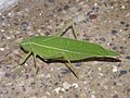 Katydid india