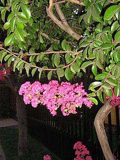 Lagerstromia 04.jpg