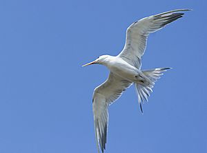 Lesser Crested Tern at Kutch