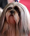 Lhasa apso portret