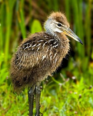 Limpkin Juvenile