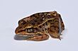 Lithobates sphenocephalus adult 1.jpg