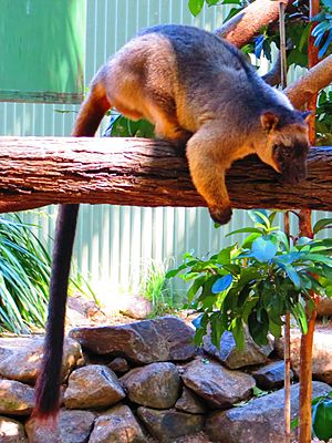 Lumholtz's tree kangaroo-02.JPG