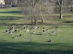 Magdalen Deer