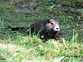 Marmota vancouverensis 22927340.jpg