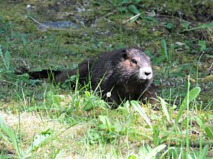 Marmota vancouverensis 22927340.jpg