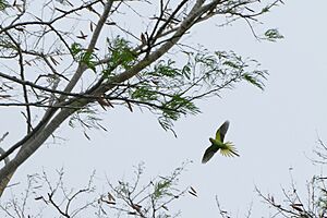 Mauritius parakeet in flight