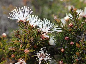 Melaleuca haplantha 01.jpg