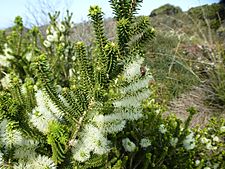 Melaleuca microphylla (leaves, flowers)