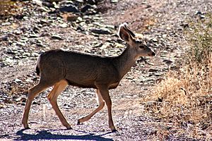 Mule Deer Trotting