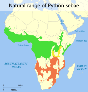 Map of Africa showing highlighted range of two subspecies covering much of the continent south of the Sahara Desert