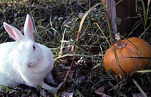 NewZealandWhiteRabbit