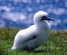 Norfolk Island Gannet chick