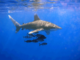 Oceanic Whitetip Shark.png