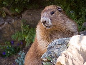 OlympicMarmot1