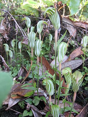 Orchids on Rangitoto.jpg