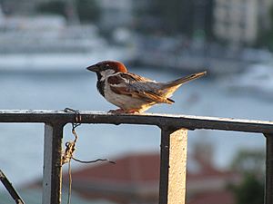 Passer domesticus -Istanbul-8b