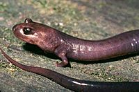 Phaeognathus hubrichii.jpg