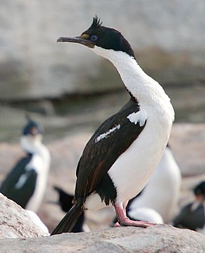 Phalacrocorax atriceps 4.jpg