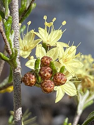 Phebalium bifidum buds