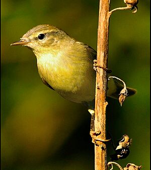 Phylloscopus ibericus.jpg