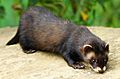 Polecat wildlife centre surrey