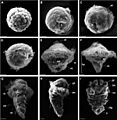 Pomatoceros lamarckii development