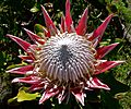 Protea cynaroides 6