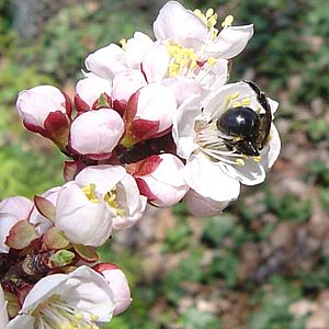 Prunus mandshurica DYK.jpg