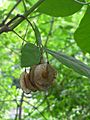 Ptelea trifoliata 20050606 635 part