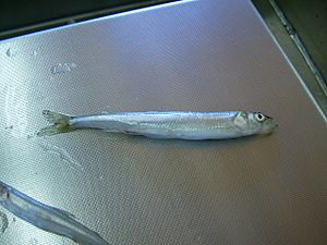 Rainbow smelt (Goulais B) 2