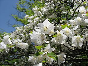 Rhododendron quinquefolium02