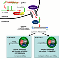 Rnai diagram retrovirology