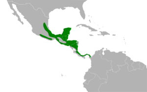 Saltator atriceps map.svg