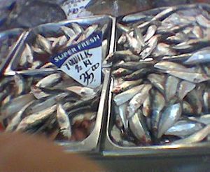 Sardinella tawilis in bucket