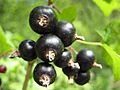 Schwarze Johannisbeeren Makro