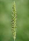 Setaria verticillata W IMG 1083.jpg