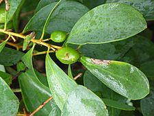 Strettle Road persoonia elliptica