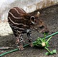 Tapirbaby