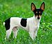 Toy Fox Terrier 2.jpg