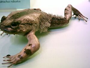 Trichobatrachus robustus.JPG