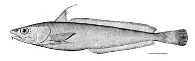 Urophycis tenuis