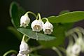 Vaccinium arboreum flowers