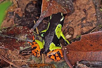 Variegated golden frog (Mantella baroni) 2