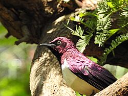 Violet Backed Starling (18599829528)