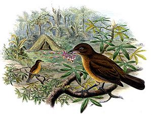 Vogelkop Bowerbird.jpg