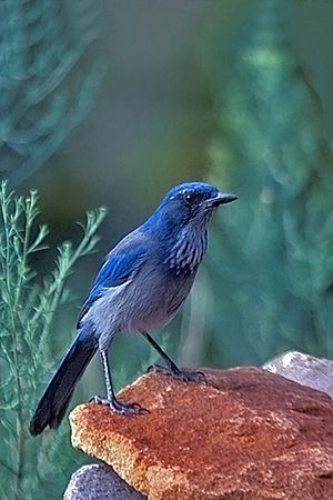 Western Scrub Jay, Santa Fe.jpg