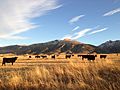 2014-11-11 16 07 17 Cattle near the north end of Lamoille Canyon Road near Lamoille, Nevada