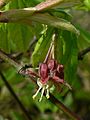 Acer circinatum 03684