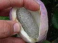 AkebiaTrifoliata fruit